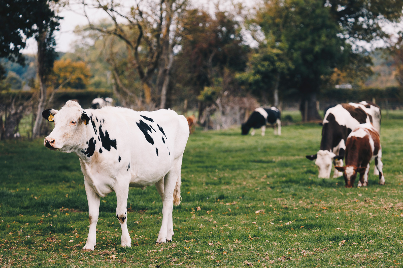 Farm Stays in Beautiful West Sussex