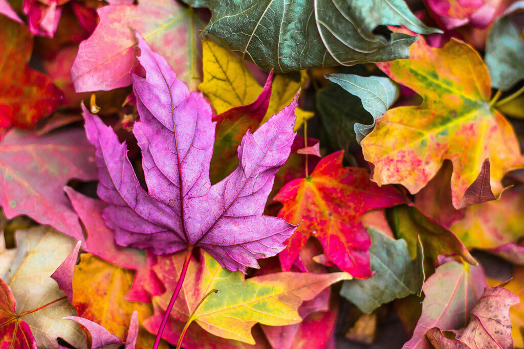 Autumn Colour in West Sussex